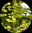 Spring Tree